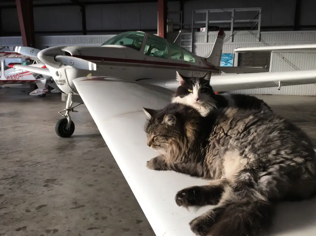 Photo from Texas Taildraggers's website