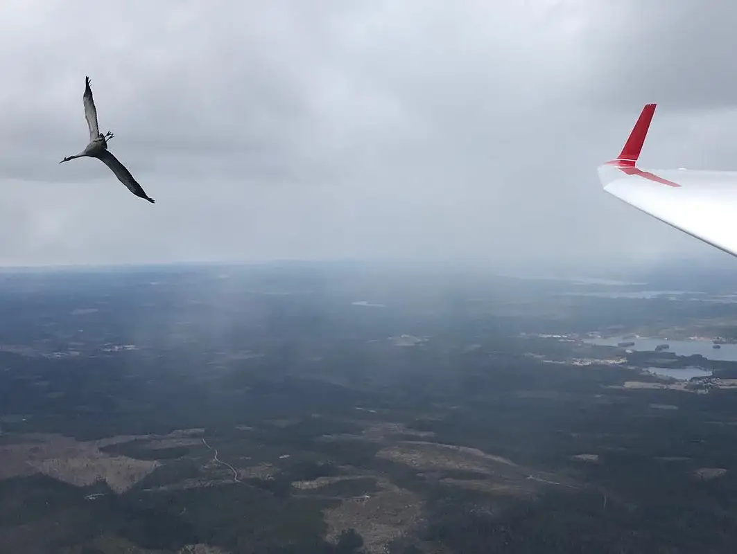 Photo from Ljusdals Flygklubb's website
