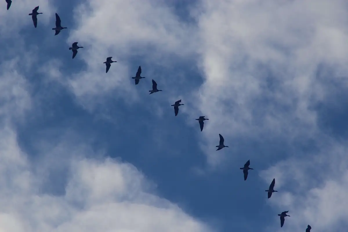 Photo from Östra Sörmlands Flygklubb's website