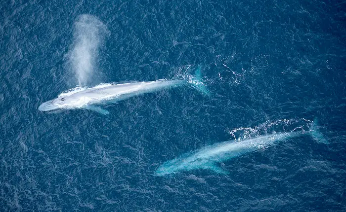 Photo from Seaplanes of Los Angeles's website